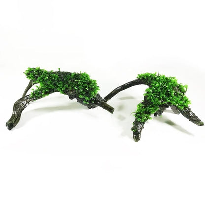 Moss on Driftwood