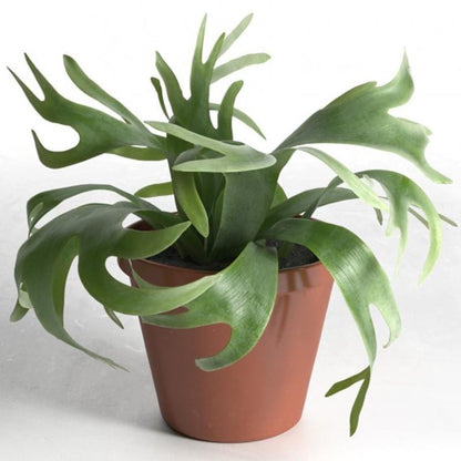 Elkhorn Fern (Platycerium bifurcatum)