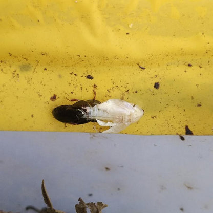 Asian Emerald Roach (Pseudoglomeris beybienkoi)