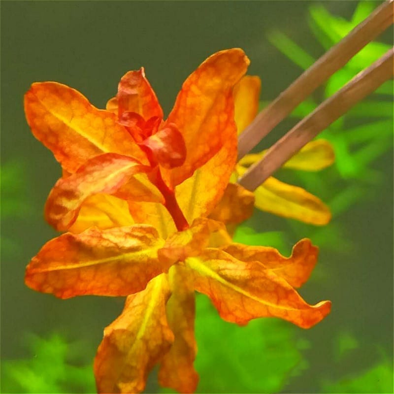 Ludwigia Guinea (Ludwigia senegalensis)