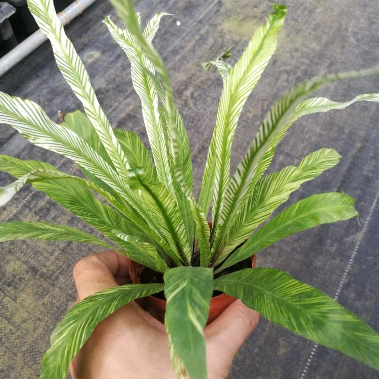 Bird Nest Fern Variegated (Asplenium nidus variegated)