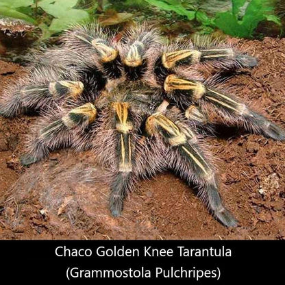 Chaco Golden Knee Tarantula (Grammostola pulchripes)
