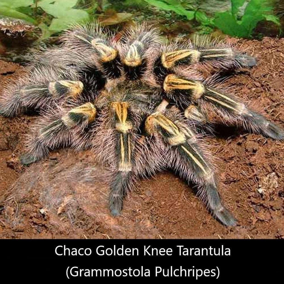 Tarantula – My Home Nature