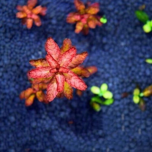 Ludwigia Guinea (Ludwigia senegalensis)