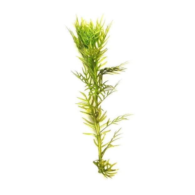 American Featherfoil (Hottonia inflata)