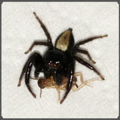 Oriental Jumping Spider (Ptocasius strupifer)