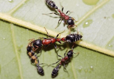 Ant colony tetraponera rufonigra