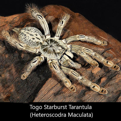 Togo Starburst Tarantula (Heteroscodra maculata)