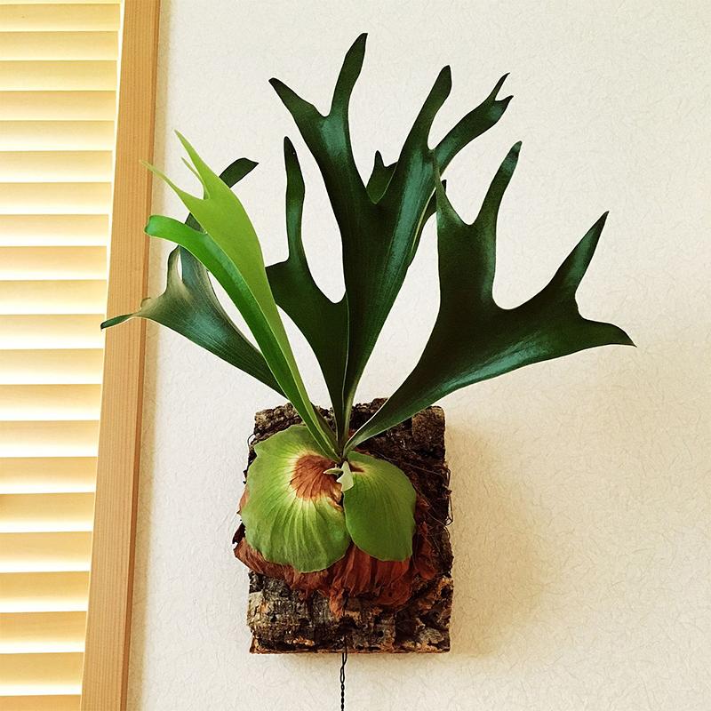 elk horn succulent Elkhorn Fern (Platycerium bifurcatum)