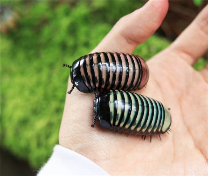 Malaysia Gemstone Pill Millipedes (Zephronia sp.)