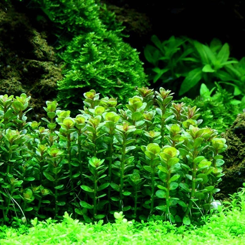 Indian Toothcup (Rotala indica) x 3 Stems