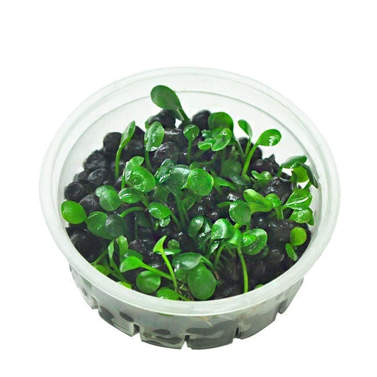 Dwarf Four Lead Clover (Marsilea hirsuta)