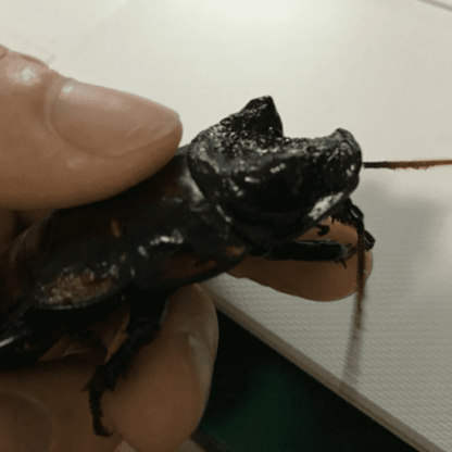 GO Gromphadorhina oblongata