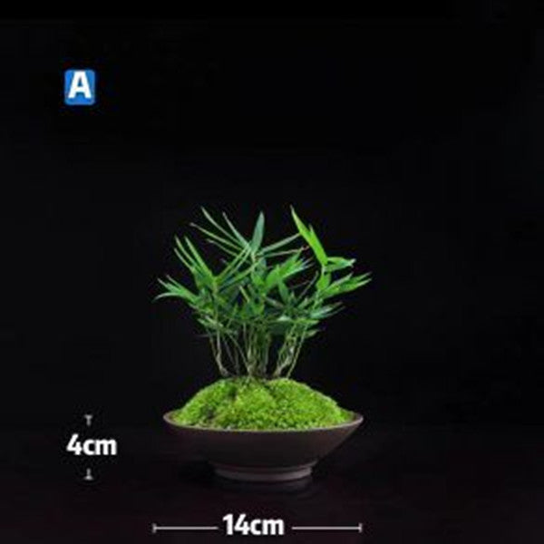 bonsai bamboo tree price Bamboo Bonsai (Bambusoideae sp)