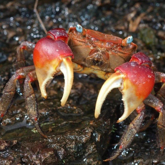 RivoGeo Chiromantes Haematocheir Crab (Chiromantes haematocheir)