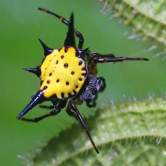 Spiny Orb Weaver (Gasteracantha hasselti)