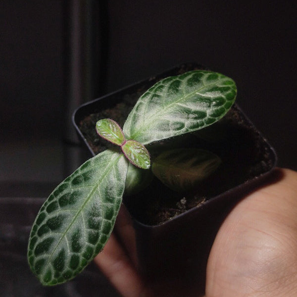 Acanthaceae sp. Borneo