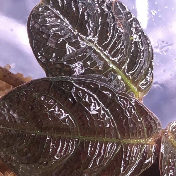 Acanthaceae sp. Kalimantan（Ruellia sp.)