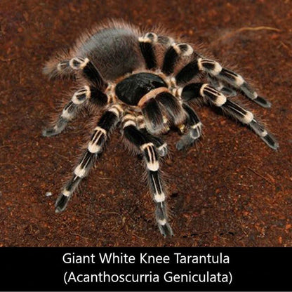 Giant White Knee Tarantula (Acanthoscurria geniculata)