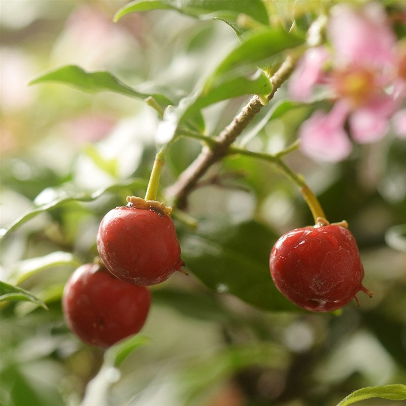 Acerola cherry（Malpighia emarginata）