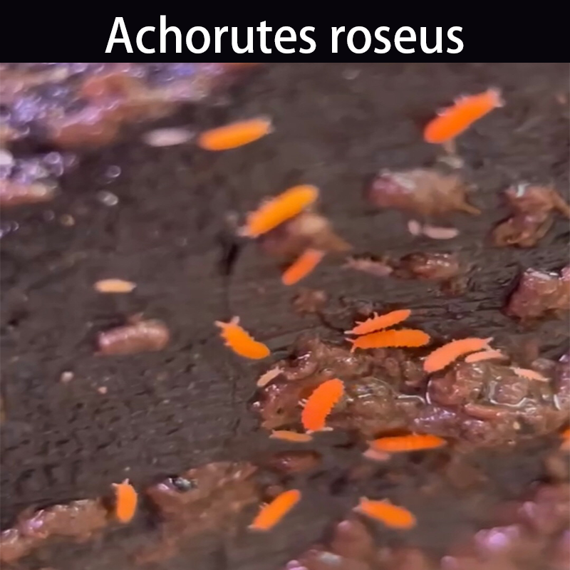Red Springtails (Achorutes roseus)