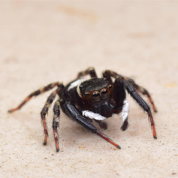Adanson's House Jumping Spider (Hasarius adansoni)