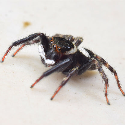 Adanson's House Jumping Spider (Hasarius adansoni)