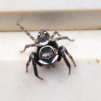 Adanson's House Jumping Spider (Hasarius adansoni)