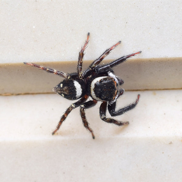 Adanson's House Jumping Spider (Hasarius adansoni)