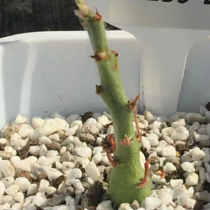 Adenia Keramanthus