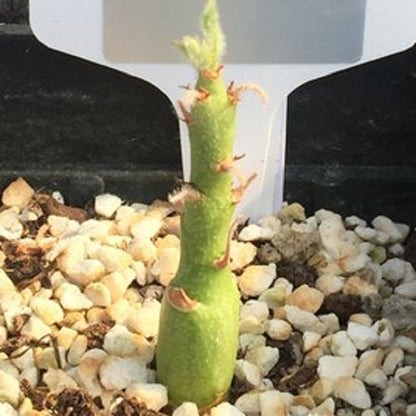Adenia Keramanthus