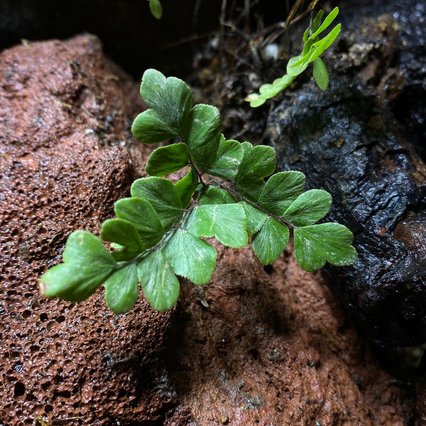 Adiantum flabellulatum L. Sp.