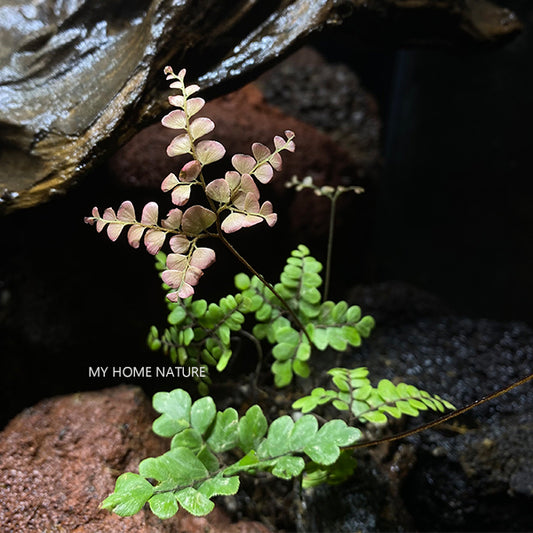 Adiantum flabellulatum L. Sp.