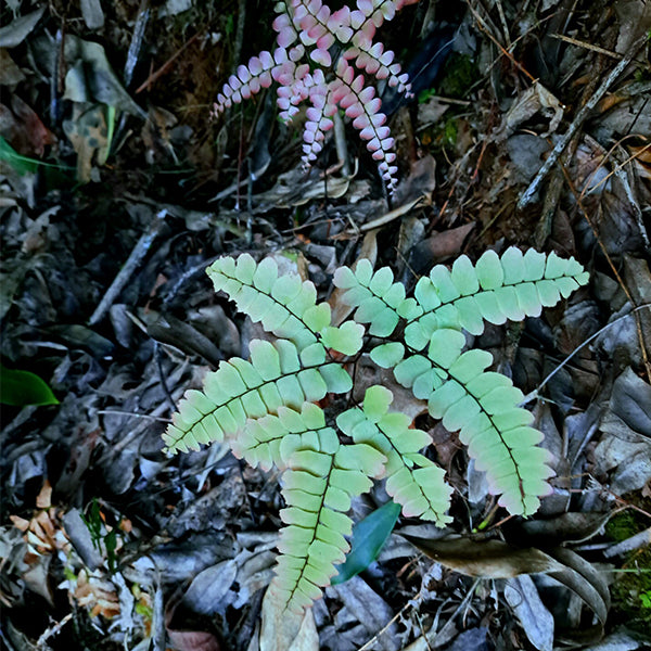 Adiantum flabellulatum L. Sp.