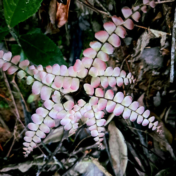 Adiantum flabellulatum L. Sp.