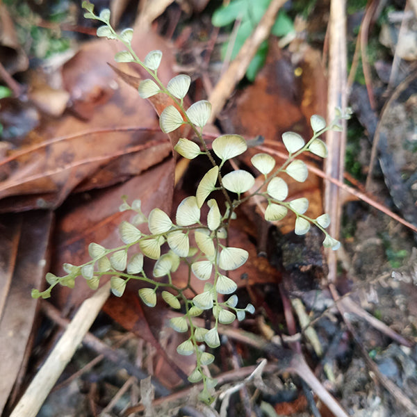 Adiantum flabellulatum L. Sp.