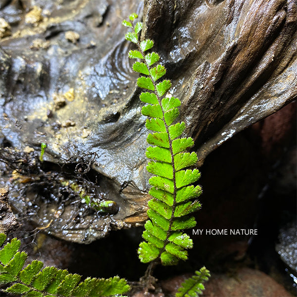 Adiantum malesianum Ghatak