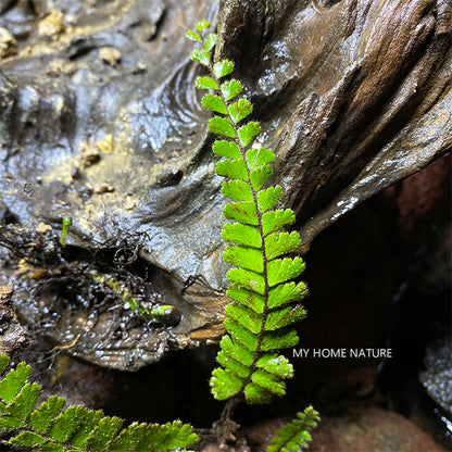 Adiantum malesianum Ghatak