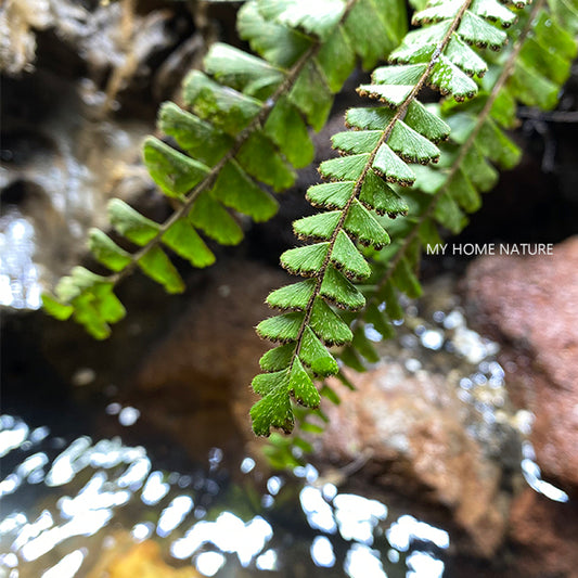 Adiantum malesianum Ghatak