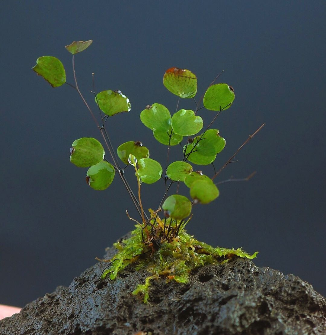 Micro Ferns Micro Fern (Adiantum mariesii ) for Sale | My Home Nature