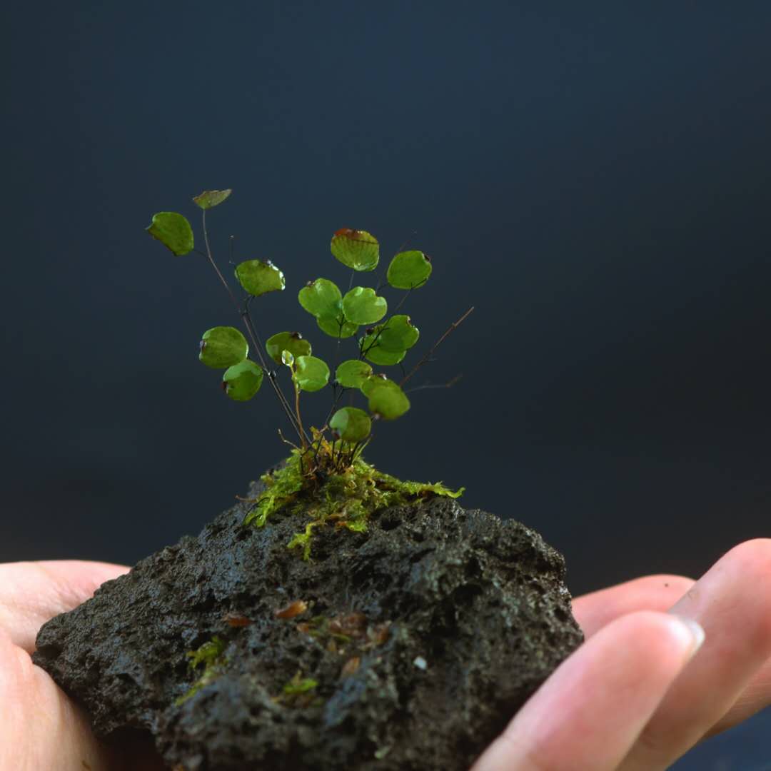 Micro Ferns Micro Fern (Adiantum mariesii ) for Sale | My Home Nature