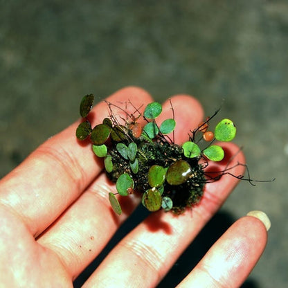 Micro Fern (Adiantum mariesii )