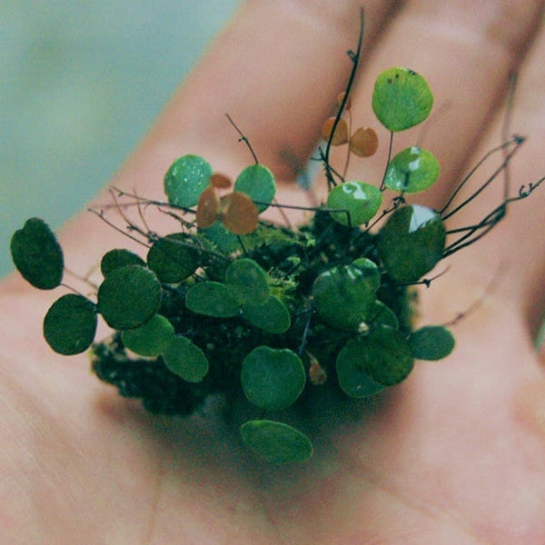 Micro Ferns Ferns – My Home Nature