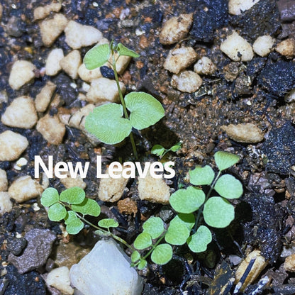 Adiantum philippense