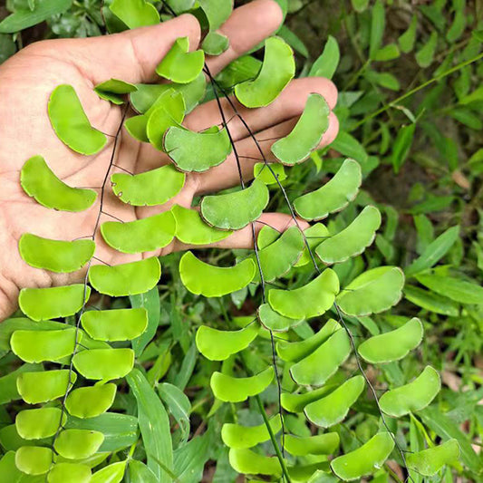 Adiantum philippense