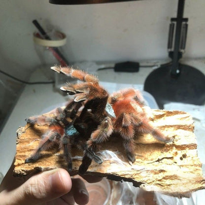 Antilles Pinktoe Tarantula (Caribena versicolor)