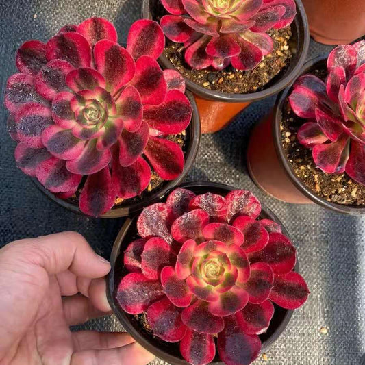 Aeonium medusa