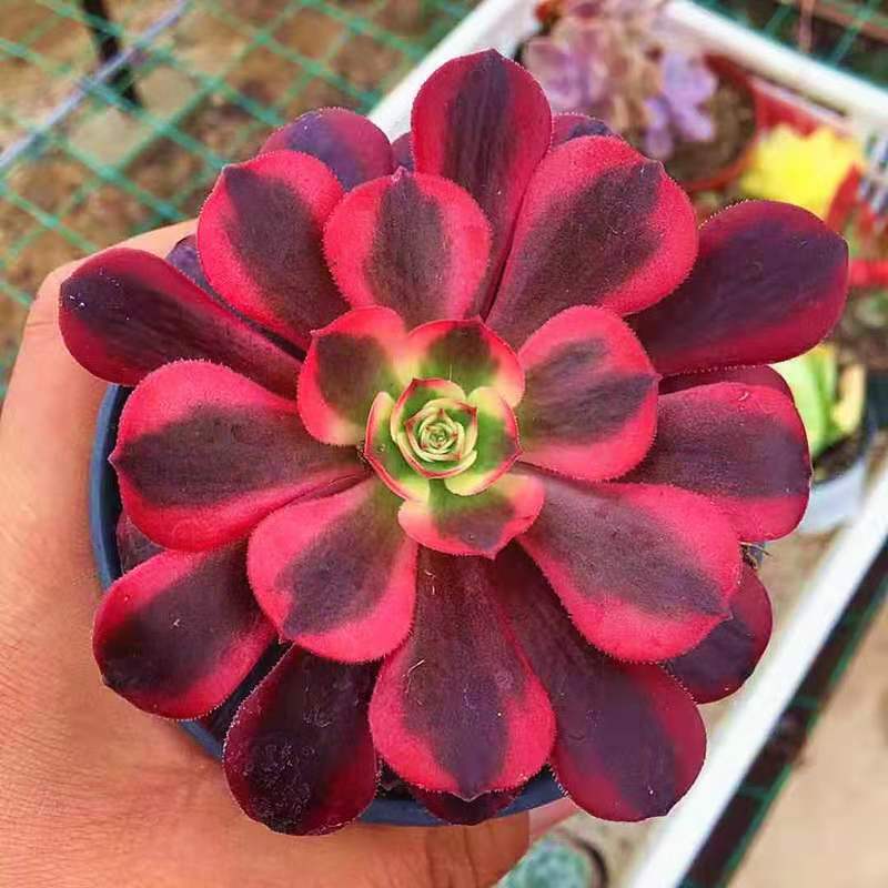 Aeonium medusa