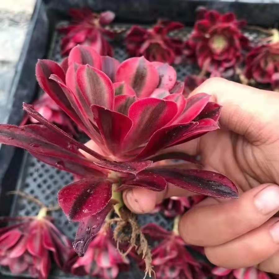 Aeonium medusa