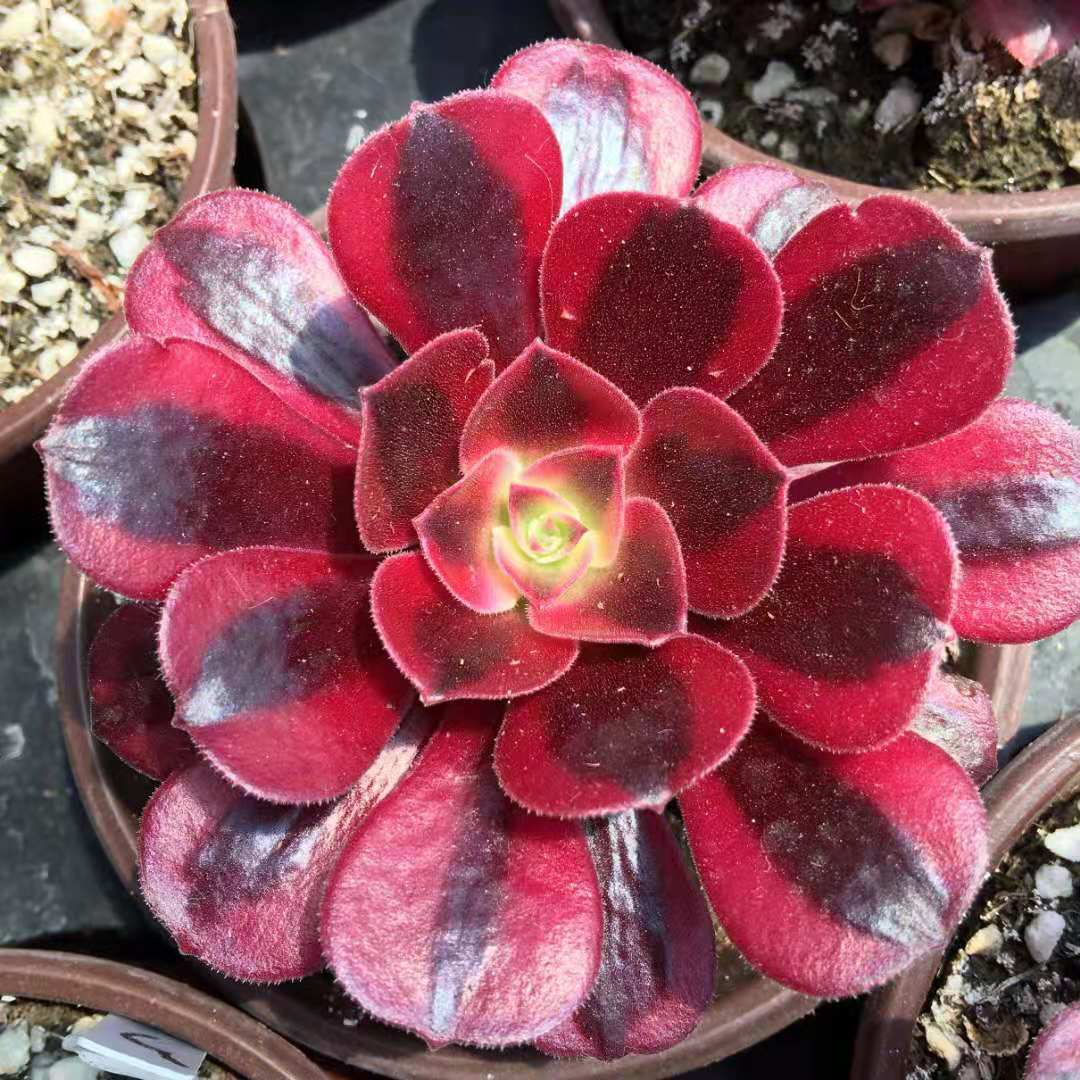 Aeonium medusa